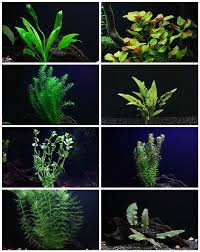 Some of the best floating water plants on water plants are plants that live in aquatic environments, either fully submerged or partially submerged in water. 30 Stem Aquarium Plants Bundle 8 Species Anacharis Amazon Rotala Ludwigia And More Fish Tank Plants Freshwater Plants Planted Aquarium