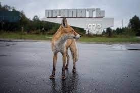 Our research with belarussian colleagues has found mammal. 30 Years After The Nuclear Disaster Chernobyl Wildlife Is Thriving Nature And Wildlife Discovery