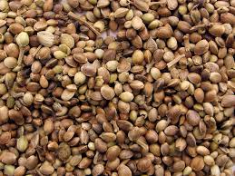 The 10 best us seed bank reviews 2021. 5 Best Online Seed Banks That Ship To Usa 2021 Update