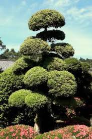Check spelling or type a new query. Cloud Pruning Goal And Technique Steps To Get A Nice Cloud Like Result