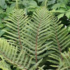 Image result for Polystichum