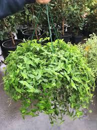 Toxic plants by latin or scientific name references Tahitian Bridal Veil Basket Westlake Nursery