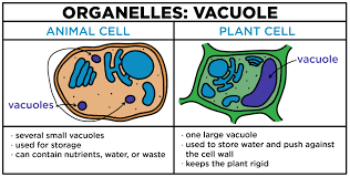 We did not find results for: Vacuoles Structure Function Expii