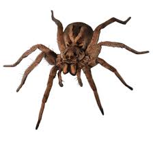 Austin pest control & exterminator services near me: Pests You Ll Still See This Winter In Mckinney Texas