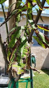 Lack of color and firmness are the only shortcomings of this superb variety. What S Wrong With My Mango Tree