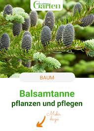 Balsamtanne Hubsche Zwerge Fur Topf Und Beet In 2020 Kaktus Pflanzen Vorgarten Pflanzen