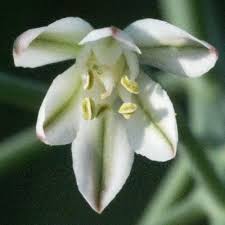 Image result for Eriospermum andongense