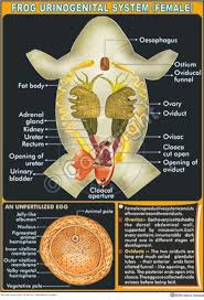 Victory Graphik Z 42 Frog Urinogenital System Female