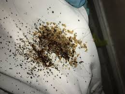 Arrange a visit from pest control. Why Philly Is A Particularly Bad Place To Get Bedbugs