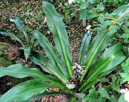 Image result for Chlorophytum macrophyllum