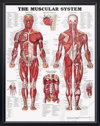 Maybe you would like to learn more about one of these? The Muscular System Chart 20x26 Muscular System Anatomy Muscular System Muscle Anatomy