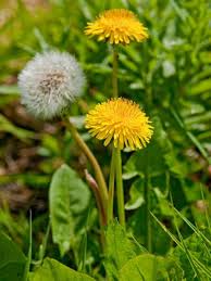 Check spelling or type a new query. 11 Common Lawn Weeds To Destroy Before Sowing New Grass