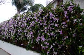 Image result for Bignonia callistegioides