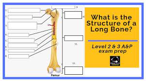 Bones of the body anatomy skeletal system labeled diagrams of the human skeleton. What Is The Structure Of A Long Bone L2 And L3 Anatomy Revision