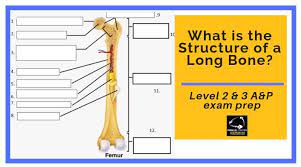 Structure of long bone although there are many different types of bones in the skeleton, we will discuss the different parts of a specific type of bone give your diagram a caption or heading. What Is The Structure Of A Long Bone L2 And L3 Anatomy Revision