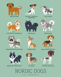 Nordic Dogs Kopek Turleri Sevimli Cizimler Ve Cok Sirin Hayvanlar