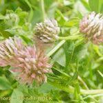 Image result for Trifolium isthmocarpum