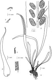Image result for Grammitis cryptophlebia
