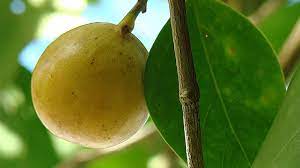 Fruits from a poisonous tree , mel stamper. The Manchineel Or Death Apple Is The World S Most Dangerous Tree Howstuffworks