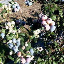 Southern highbush blueberry 'o'neal' (vaccinium corymbosum). Paloma Haven Hartmann S Plant Company Wholesale Store