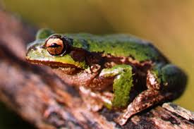 Tasmanian Tree Frog | Department of Primary Industries, Parks ...