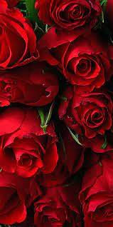 Use them in commercial designs under lifetime, perpetual & worldwide rights. Rose Fresh Red Flowers 1080x2160 Wallpaper Red Flower Wallpaper Flower Iphone Wallpaper Red Roses Wallpaper