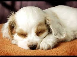 Kopekler Muzik Evcil Hayvanlar Icin Rahatlatici Muzik Youtube