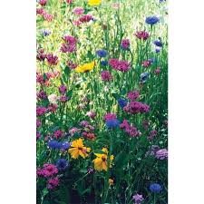 Wildflowers that grow native in your area usually naturalize nicely with minimal soil preparation or ongoing maintenance. North American Wildflower Mix