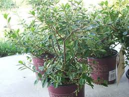 Encore azaleas are pretty amazing. Plantfiles Pictures Rhododendron Encore Azalea Autumn Starlite Rhododendron By Rwbigfoot