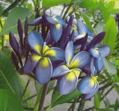 Image result for Plumeria