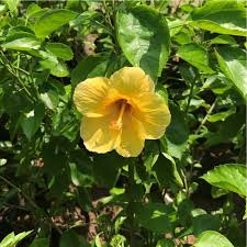 Based on flowermeaning.com, ranunculus are flowers with very few and direct meanings, no matter the color. Mybageecha Yellow Fellow Hibiscus Flowering Live Plant Outdoor With Pot Amazon In Garden Outdoors