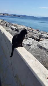 Caddebostan Da Denizi Seyreden Bir Kara Kedi Caddebostan Kara Kedi Kedicik Kedi