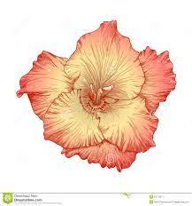 Gladiolus Stock Illustrations 258 Gladiolus Stock Illustrations Vectors Clipart Gladiolus Flower Birth Flowers August Birth Flower