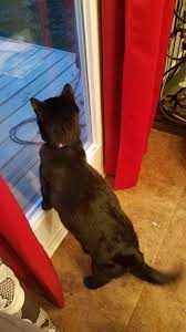 Albert S Favorite Tv Show Is Birds In 2020 Orange Tabby Cats Animals Beautiful Cute Animals