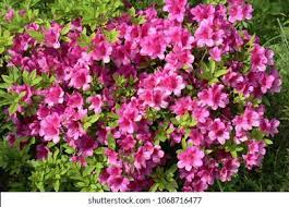 Azalea Flowers Hd Stock Images Shutterstock
