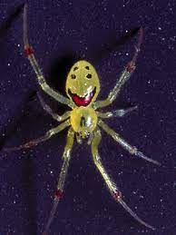 Auf Hawaii Sind Spinnen Frohlich Spinne Verruckte Tiere Und Lachelnde Tiere