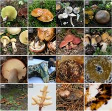 Image result for Suillus sp.