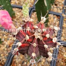 Care for the cactus during active growing season by watering most days of the week. Gymnocalycium Mihanovichii Variegata Variegated Chin Cactus Buy Seeds At Rarepalmseeds Com