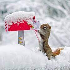 Geredde vosjes laten zich knuffelen in de sneeuw. 80 Beste Ideeen Over Animals In The Snow Dieren In De Sneeuw Dieren Sneeuw Schattige Dieren