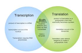 Pin By Preeti On Genetics Transcription And Translation Dna Transcription And Translation Translation Biology