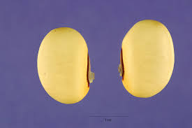 Image result for Canavalia ensiformis