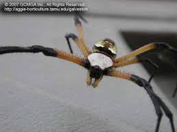 Image courtesy of mark biec. Beneficial Spiders In The Landscape 24 Garden Spider Argiope Aurantia