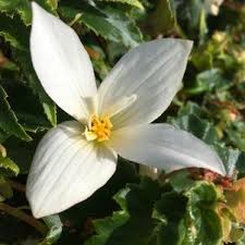 Let chrysalis flowers & unique gifts be your first choice for flowers. Trial Results All Trial Results Reports Support Suppliers About About Endowment Mission And Goals 2019 Ps Trial Gardens Videos Virtual Field Day 2020 Contact 2017 2018 2019 2020 2021 Planting Type Container Basket In Ground Genus Achillea