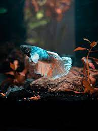 Diagnosing Dropsy In Betta Fish: Causes, Symptoms, And Cures