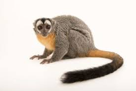 A Three Striped Night Monkey Aotus Trivirgatus At The Faunia Zoo In Madrid Spain Animal Facts Primates Photo