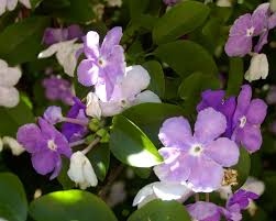Image result for Brunfelsia australis