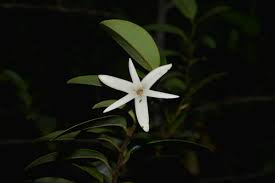 Image result for Xylopia tenuipetala