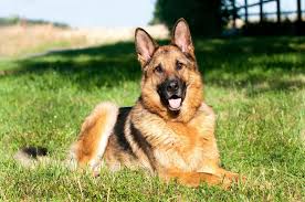 Image result for german shepherd dog
