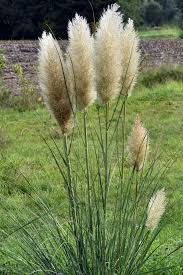 Image result for Rhytachne