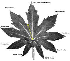 Image result for Ricinus communis